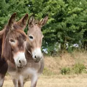 A Free and Fun Family Day Out with Donkeys at the Donkey Sanctuary