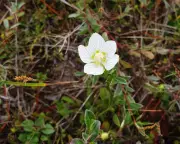 A Rare Encounter: Reuniting with a Long-Lost Wildlife Friend in the British Countryside