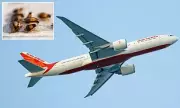 Air India Flight Grounded in San Francisco After Cockroach Infestation Sparks Passenger Outrage