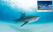 American Tourist Airlifted After Terrifying Shark Attack in Bahamas