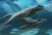 Ancient Whale Species Discovered in Australia Rewrites Marine History