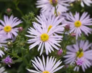 Asters in Your Garden: Why You Should Reconsider These Stunning Blooms