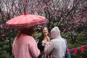 Auburn in Bloom: Sydney's Cherry Blossom Festival 2025 Captivates Visitors | The Guardian