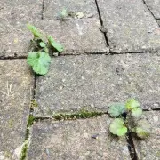 Banish Driveway Weeds Forever: The 47p Kitchen Staple That Obliterates Unwanted Growth