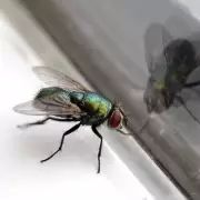 Banish Flies For Good: The One Pungent Plant Your Home Needs This Summer