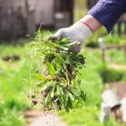 Banish Weeds for Good: 7 Expert Hacks for a Pristine Garden Without Harsh Chemicals