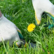 Banish Weeds Naturally: The 1-Ingredient Miracle for a Pristine Garden