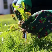 Banish Weeds Naturally: The One Kitchen Ingredient That Saves Your Lawn