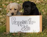 Beware of Online Puppy Scams: How to Spot Fraud Before You Buy