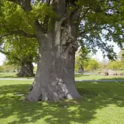 Beware This Toxic Tree: Expert Gardener Warns Against Popular Plant Lurking in UK Gardens