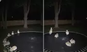 Bizarre AI-Generated Video of Rabbits on a Trampoline Goes Viral – Can You Spot the Flaws?