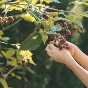 Blackberry Picking Horror: Stranger's Sinister Threat to Mum and Daughter in Countryside Encounter