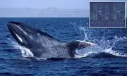 Blue Whales Fall Silent: Scientists Issue Dire Warning for Humanity