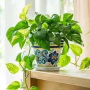 Box Tree Moth Invasion: UK's Garden Hedges Face 'Utter Destruction' from Voracious Pest