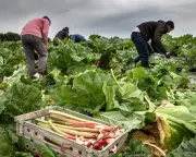 Brexit Red Tape Strangles UK Food & Drink Exports to EU | New Licence Chaos