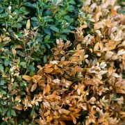 Britain's Hedges Under Siege: The Invasive Pest Plaguing Our Countryside