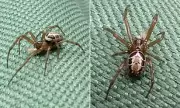 Britain's Most Dangerous Spider Invades Homes: Experts Issue Urgent Warning Over Painful Bites