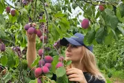 British Plum Boom: Tesco Backs Local Growers to Meet Soaring Demand
