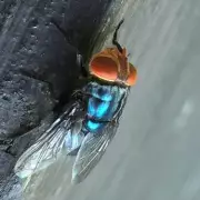 British Tourist's Holiday Horror: Flesh-Eating Bacteria Nightmare in Florida