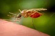 Chikungunya Virus Alert: UK Health Officials Warn of Mosquito-Borne Disease Risks