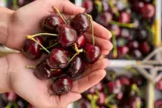 Could Cherries Hold the Key to Preventing Alzheimer's? Groundbreaking UK Research Reveals