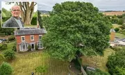 Couple Fined £70,000 for Felling 250-Year-Old Tree to Improve Vicarage Views