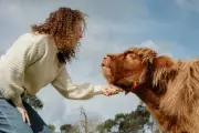 Cuddle a Highland Cow in South Australia: The Ultimate Animal Encounter