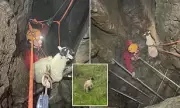 Daring Cave Rescue: How Cavers Saved a Sheep Trapped in a 90ft Fissure