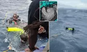 Daring Rescue: Divers Saved from Hurricane Erin's Fury in St. Croix