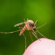 Deadly Chikungunya Virus Alert: UK Tourists Warned After Italian Outbreak