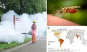 Deadly Chikungunya Virus Cases Triple Among UK Travellers – Experts Warn of Organ Damage