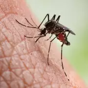 Deadly Chikungunya Virus: The Hidden Sign You Must Not Ignore