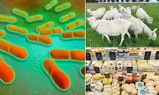 Deadly Listeria Outbreak Spreads Across the UK: What You Need to Know
