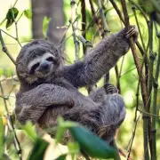 Deadly Oropouche Virus Detected in UK for the First Time – What You Need to Know