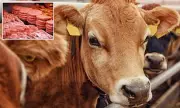 Deadly Superbug Jumps from Cattle to Humans: Alarming New UK Health Crisis Emerges