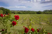 Discover the Rother Wine Triangle: Sussex's Hidden Gem for Wine Lovers