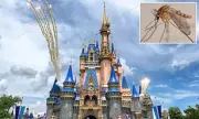 Disney World Orlando Battles Mosquito Invasion: What Visitors Need to Know