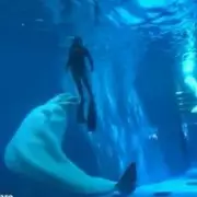 Dramatic Underwater Encounter: Beluga Whale Attacks Divers in Baffling Incident