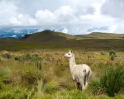 Ecuador's Páramo Ecosystem Under Threat: Gold and Copper Mining Sparks Outrage