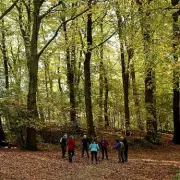 Escape to Enchanting Woodland Cabins: Perfect Autumn Retreats in the UK