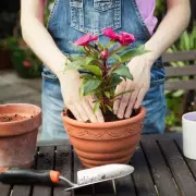 Essential August Gardening Jobs to Keep Your Outdoor Space Thriving