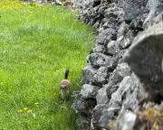 Even Stoats Need a Break: The Surprising Moments of Rest in the Wild