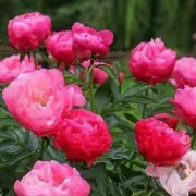 Expert Gardener Reveals Simple Trick to Grow Bigger, Bolder Peonies