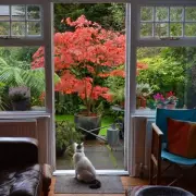 Expert Tips for Pruning Japanese Maple Trees: A Simple Guide for Stunning Results