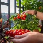 Expert Tips to Grow Juicier, Bigger Tomatoes in Your Garden