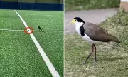 Feathered Pitch Invader Halts Play: Aussie Sports Ground Shut After Protected Bird Lays Egg on Halfway Line
