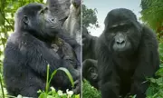 Female Gorilla Defies Odds: How a Smaller Primate Outsmarted Males Twice Her Size