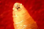 Flesh-Eating Screwworm Parasite Returns to US Mainland After 50 Years | Exclusive