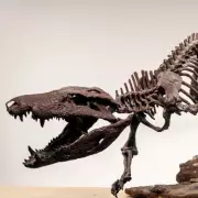 Fossil Find Reveals Hypercarnivore 'Dino-Butcher' That Terrorised Prey 150 Million Years Ago