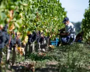 France's Wine Crisis: Could Clairet Be the Future of Claret?